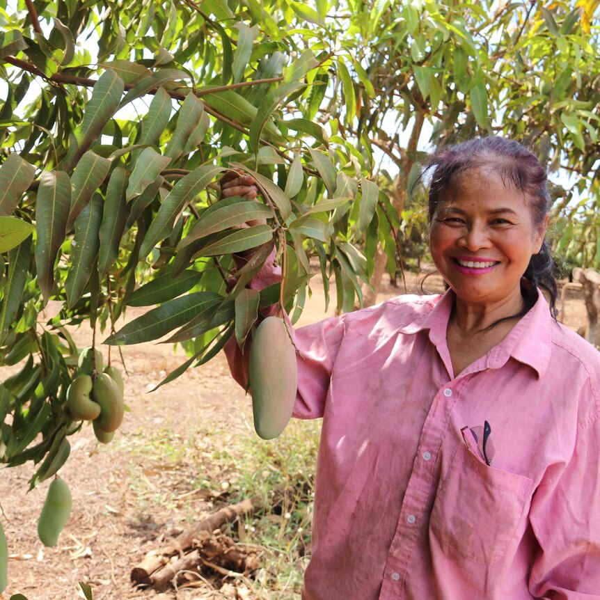 Tou Saramat Ruchkaew holds up a Mahachanok mango hanging from a tree.