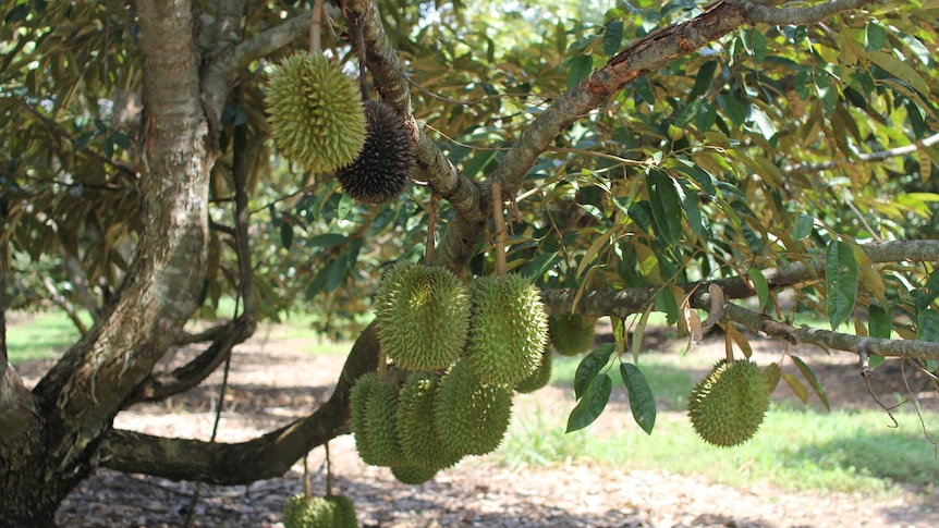 durian fruit on a tree