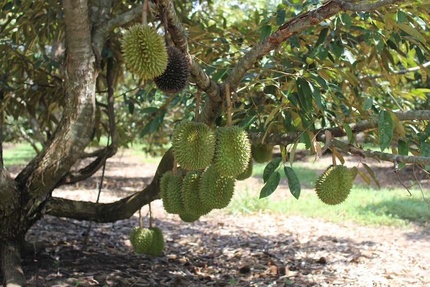 durian fruit on a tree