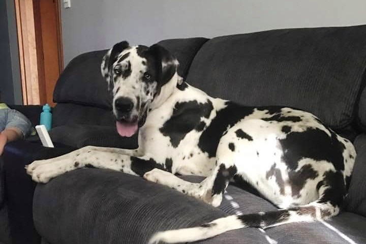 A great dane dog sits on a couch