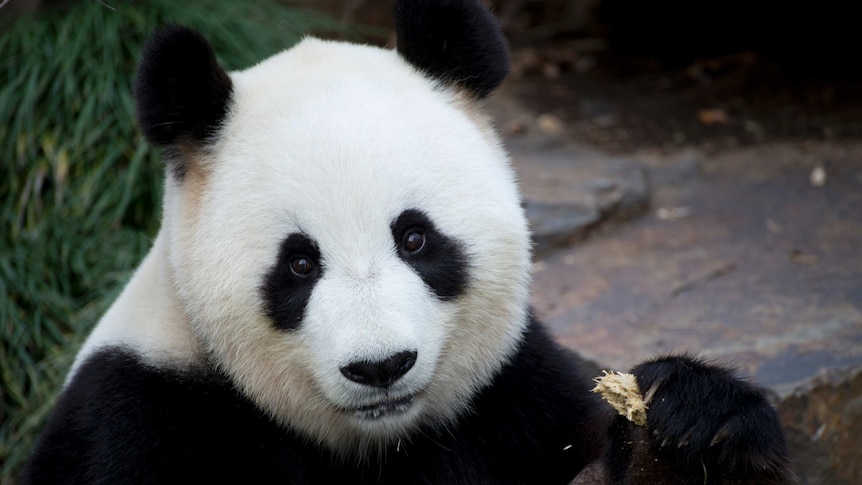 Adelaide Zoo giant panda Funi