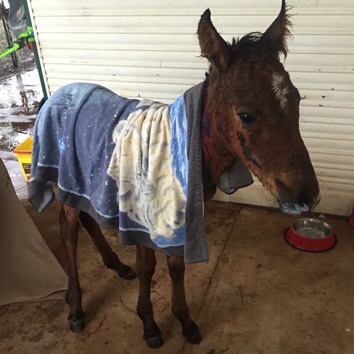 Small horse with cuts and lacerations, covered in blanket