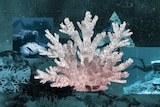 A collage of corals and divers underwater