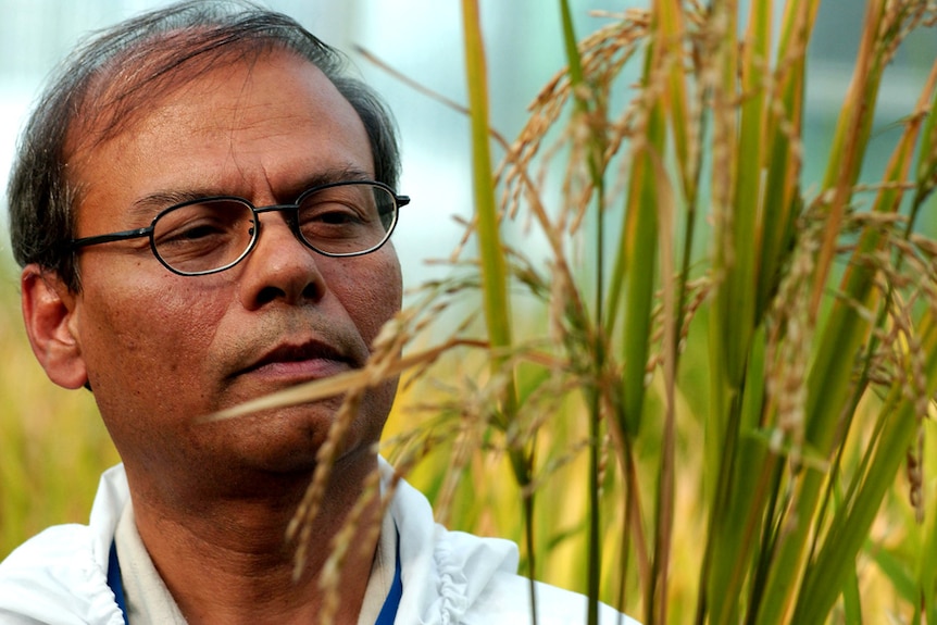 scientist examines golden rice heads