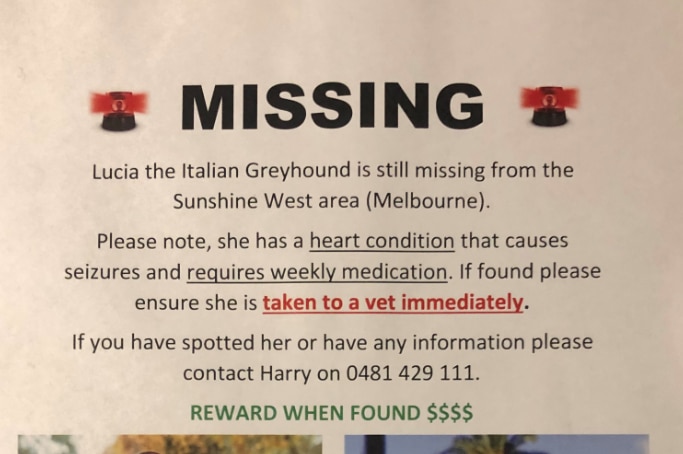 A poster with details about Lucia's disappearance, health condition and her owner's contact details.