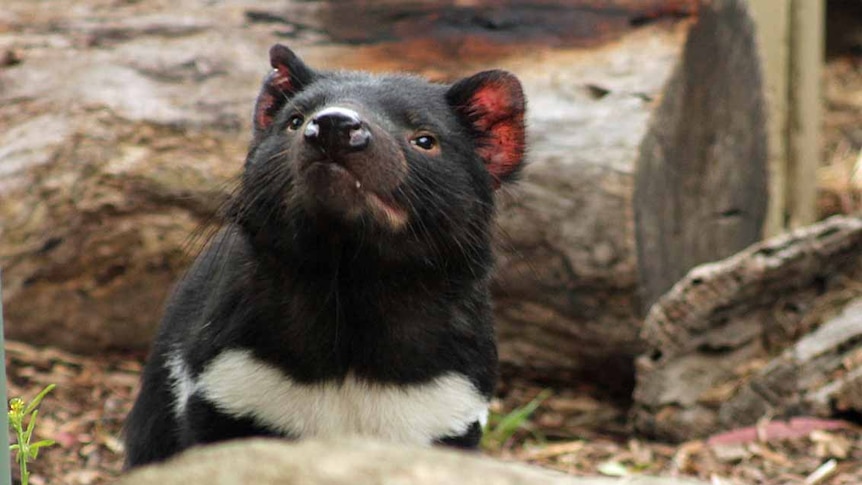 A close up of a young and healthy looking Tasmanian devil.