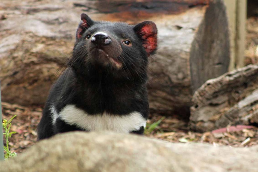 Close up of a healthy Tasmanian devil in an enclosure