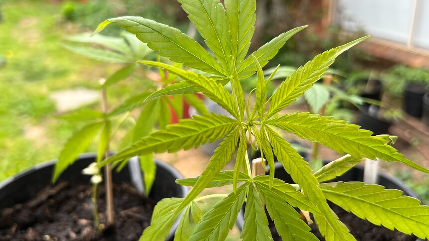 A closeup of a cannabis plant.