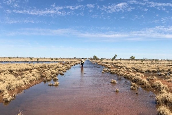 Aboriginal woman wading through flood plain