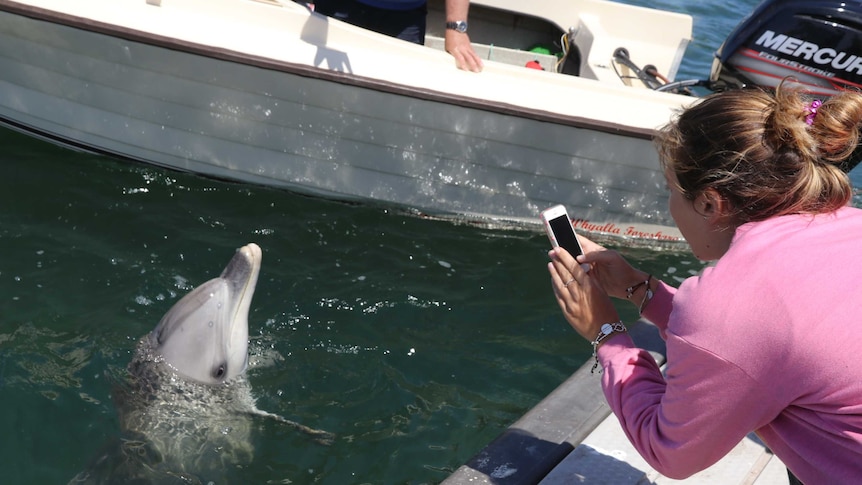 Close boat is the background, foreground girl in pink jumper taking mobile phone photograph of an upright dolphin one metre away