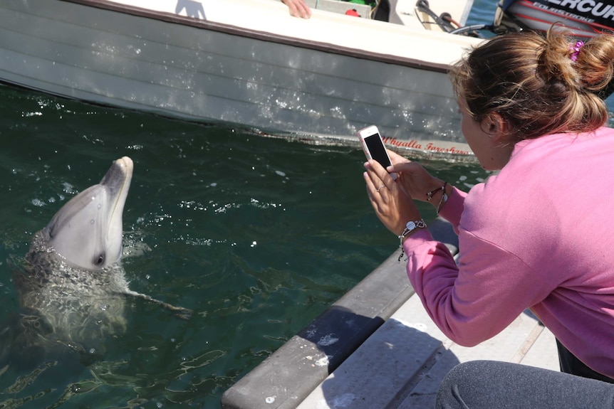 Close boat is the background, foreground girl in pink jumper taking mobile phone photograph of an upright dolphin one metre away