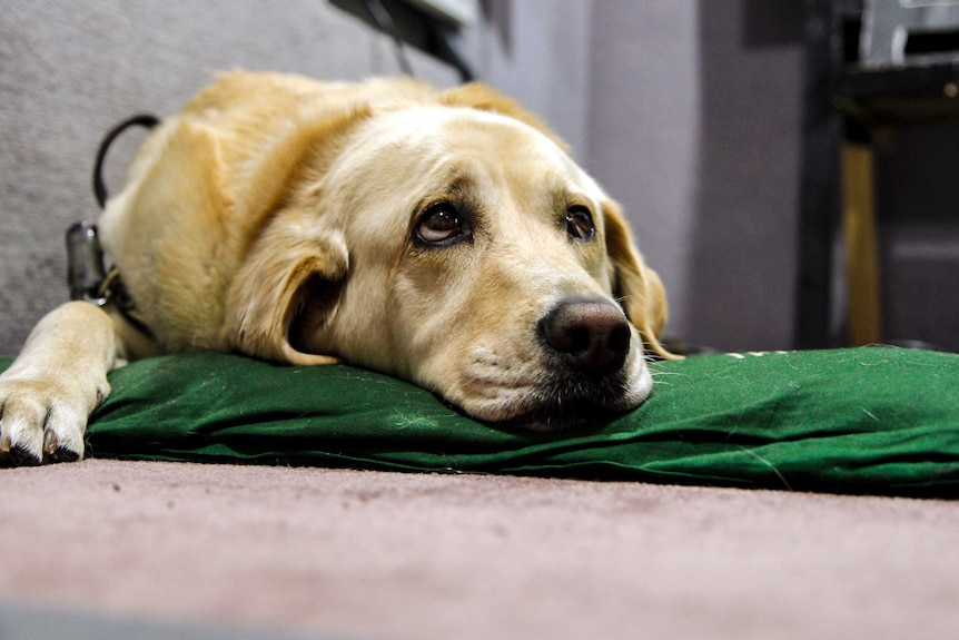 A guide dog lying down on a green mat