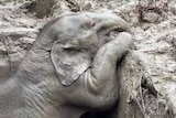 Thai rescuers give elephant CPR after rescuing her and calf from manhole