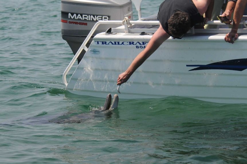 Recreational fishers feed a dolphin from their boat
