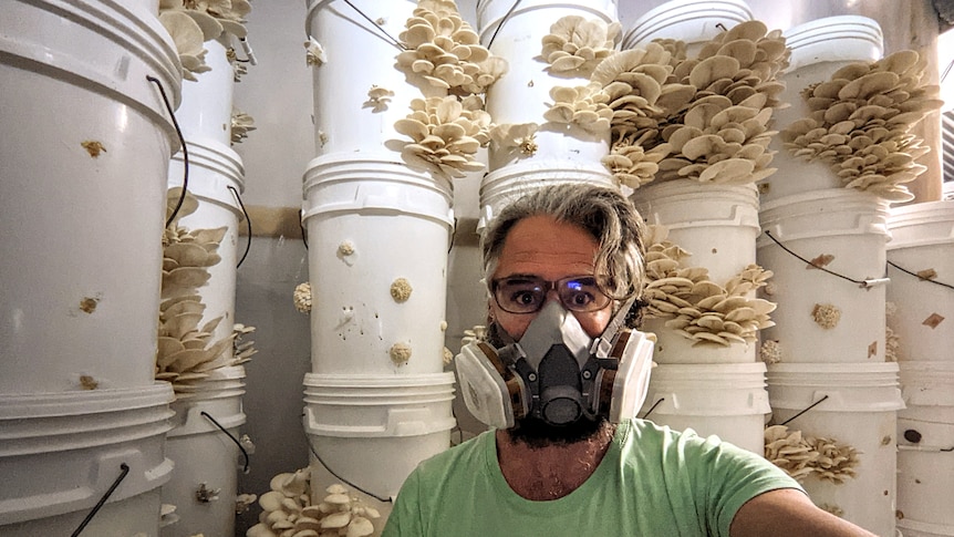 A man in a protective mask poses with buckets of mushrooms growing in his garage, in a story about growing mushrooms.