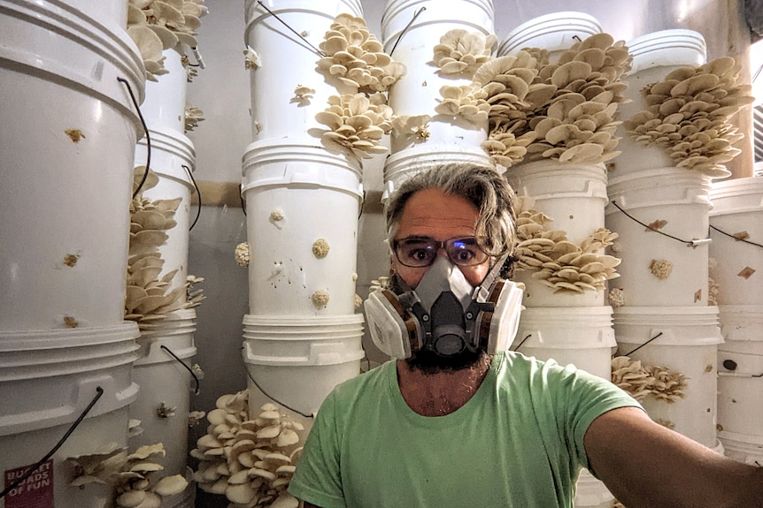 A man in a protective mask poses with buckets of mushrooms growing in his garage, gardening in a small space.