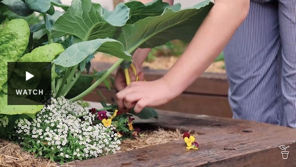 Flowers being cut from a plant in a raised garden bed. Has Video.