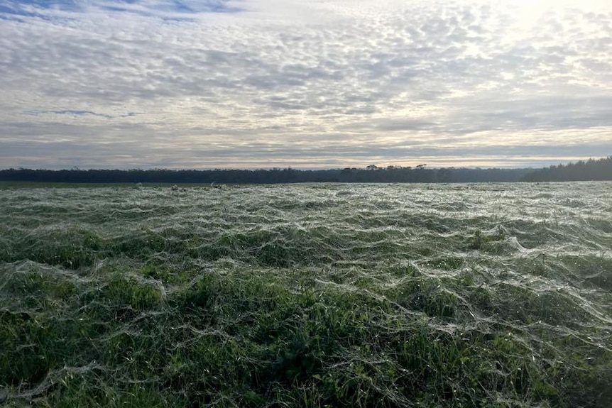 Paddock in south-western Victoria covered in spider webs