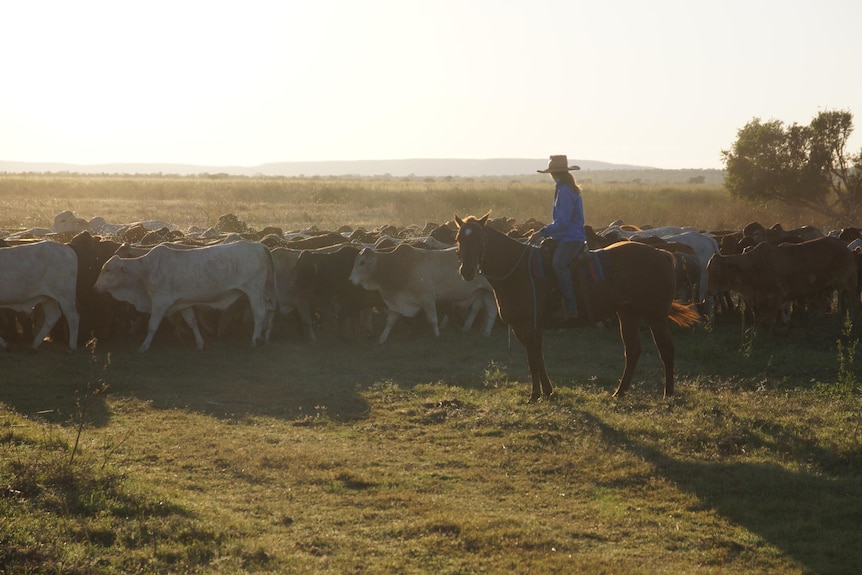 Jillaroo helps muster Bullo cattle against the late afternoon sun.
