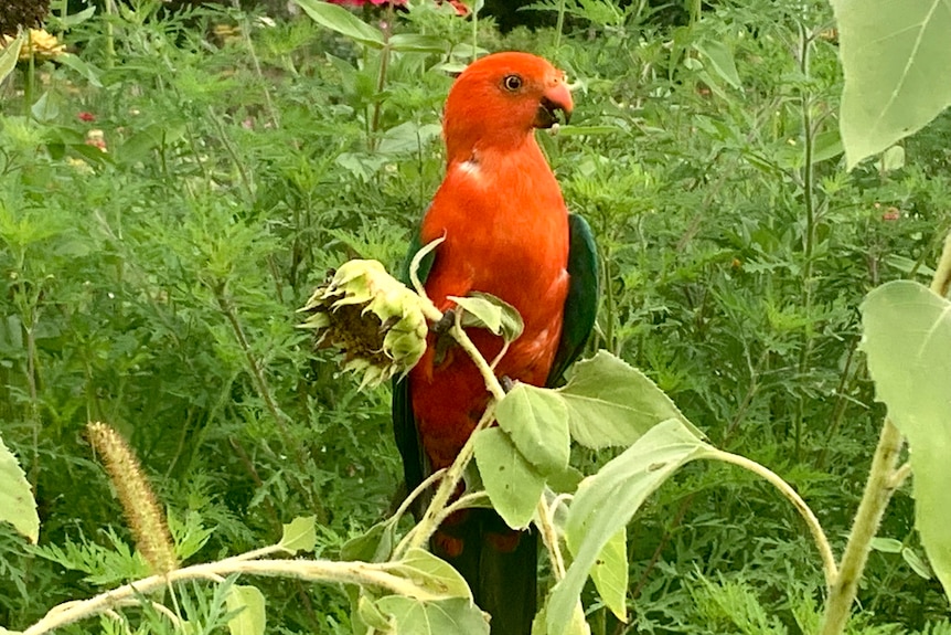 Vivid red and green King Parrot sitting on sunflower stalk in flower field feasting on seeds 