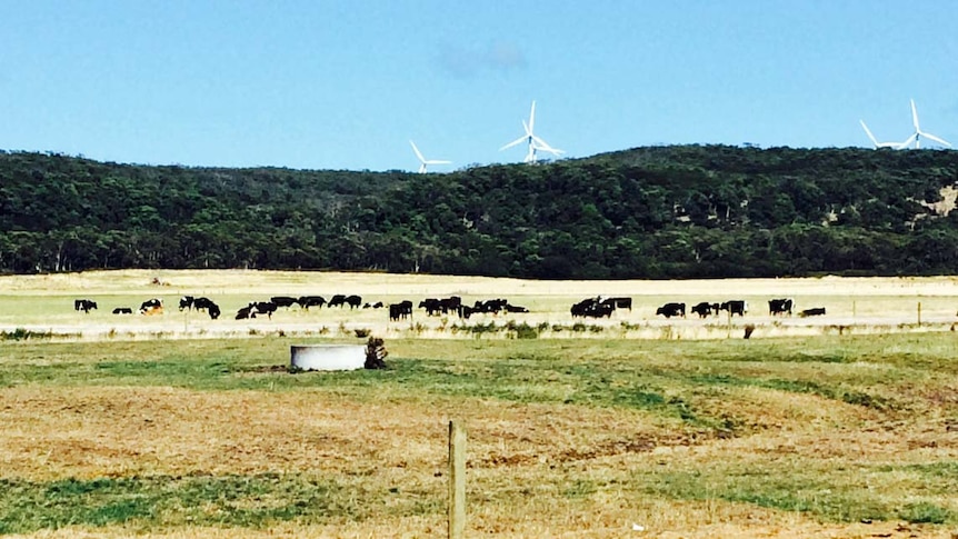 Dairy cows at the Van Diemen's Land Company's Woolnorth property, north-west Tasmania.