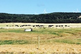 Dairy cows at the Van Diemen's Land Company's Woolnorth property, north-west Tasmania.