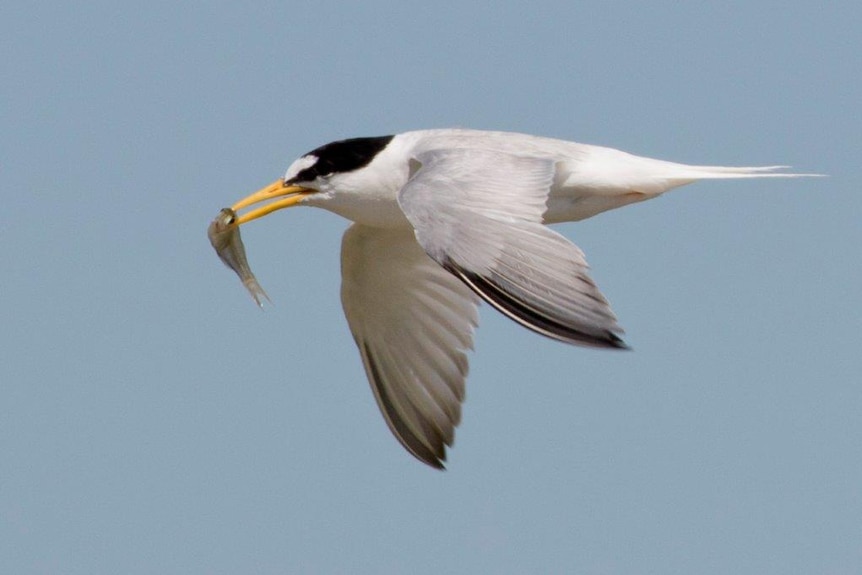 Little tern