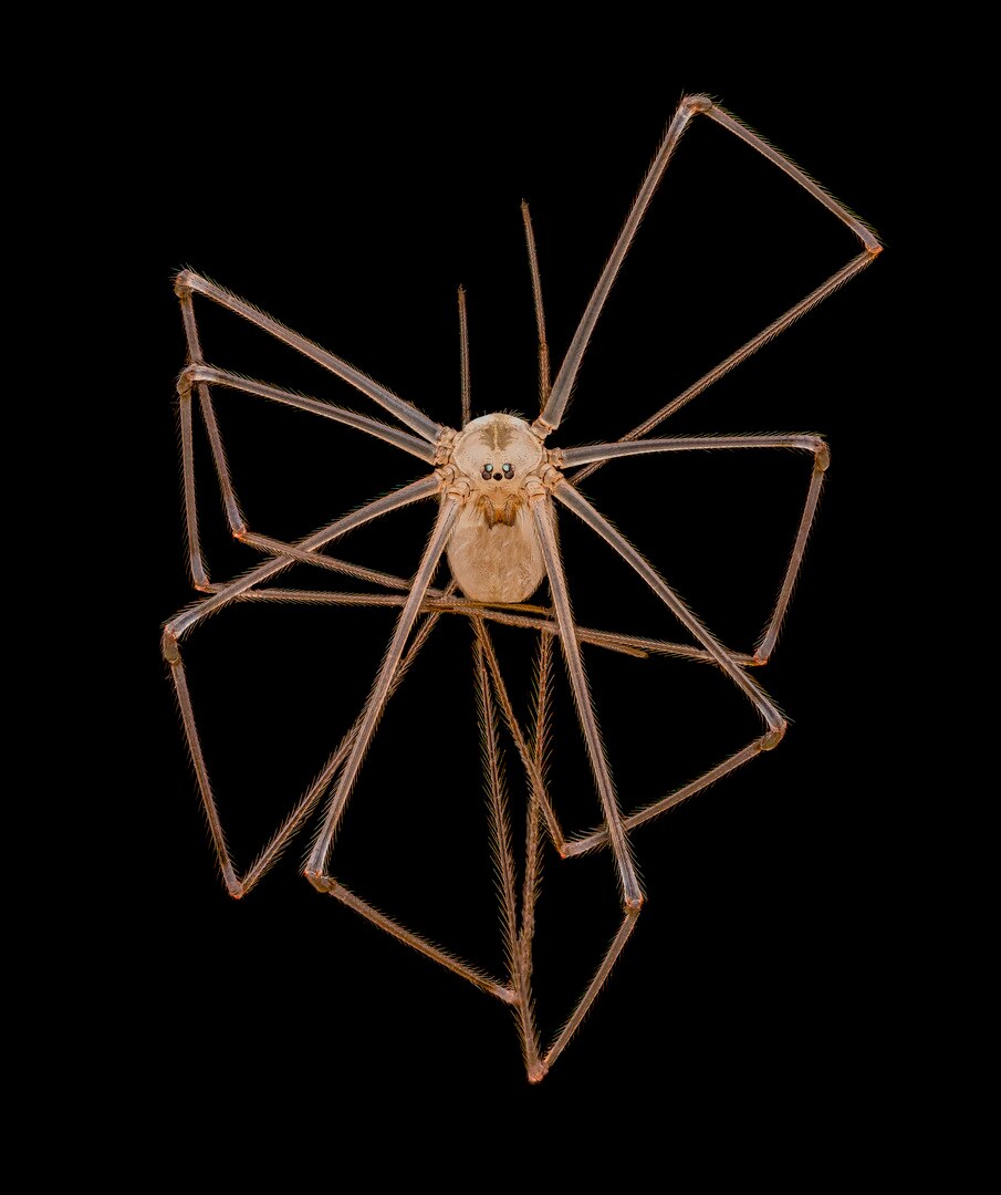 an extremely close-up image of a daddy long legs spider suspended in the air on a black background