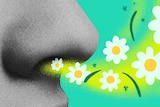 Illustration of nose with flowers and pollen for a story on common myths about hay fever