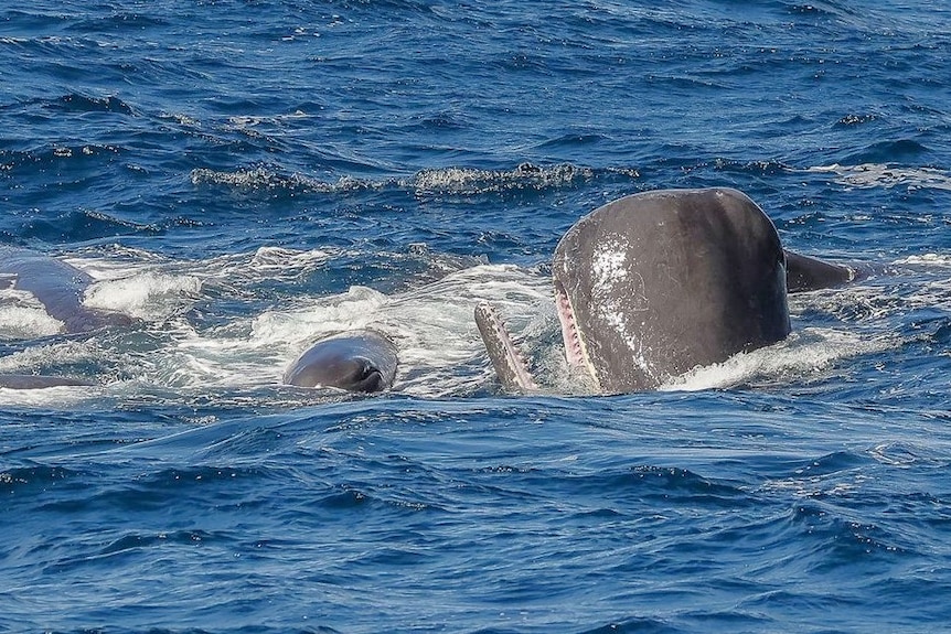 a pod of sperm whales in the ocean