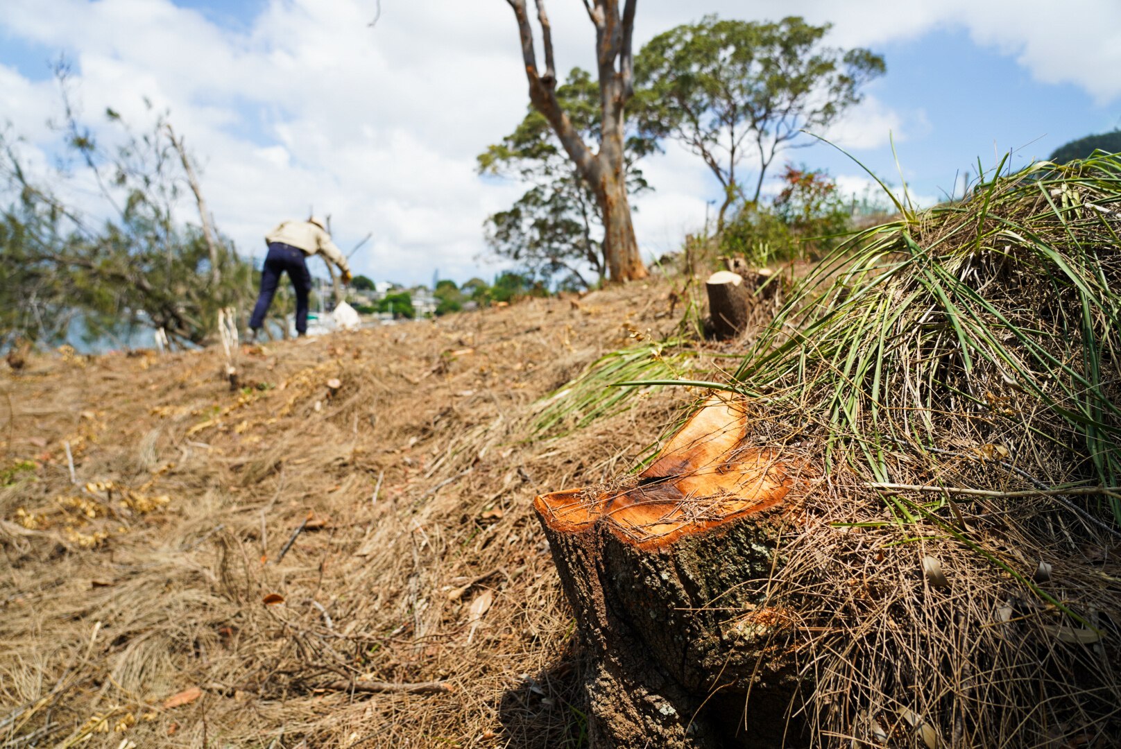 The stump of a felled tree at Lane Cove with a person in khaki visible in the background