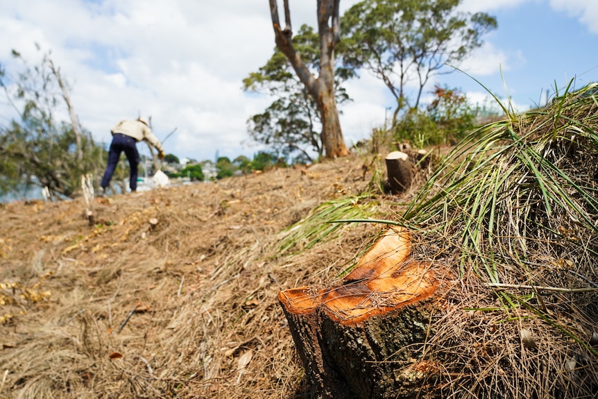 Tree Services in Sydney - SYDNEY WIDE TREE CUTTING