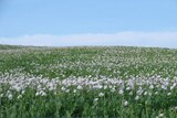 A field of early flowering opium poppies.