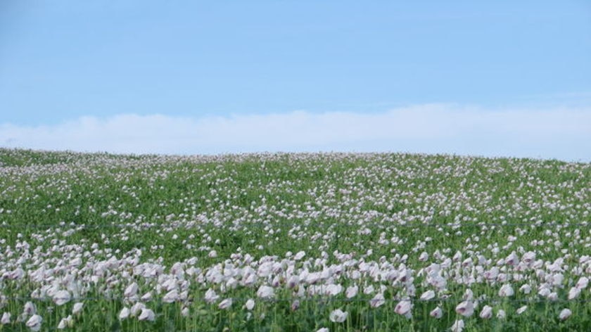 A field of early flowering opium poppies.