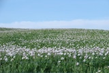 A field of early flowering opium poppies.