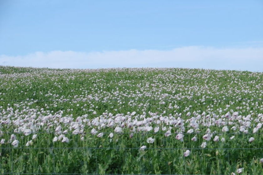 A poppy field.