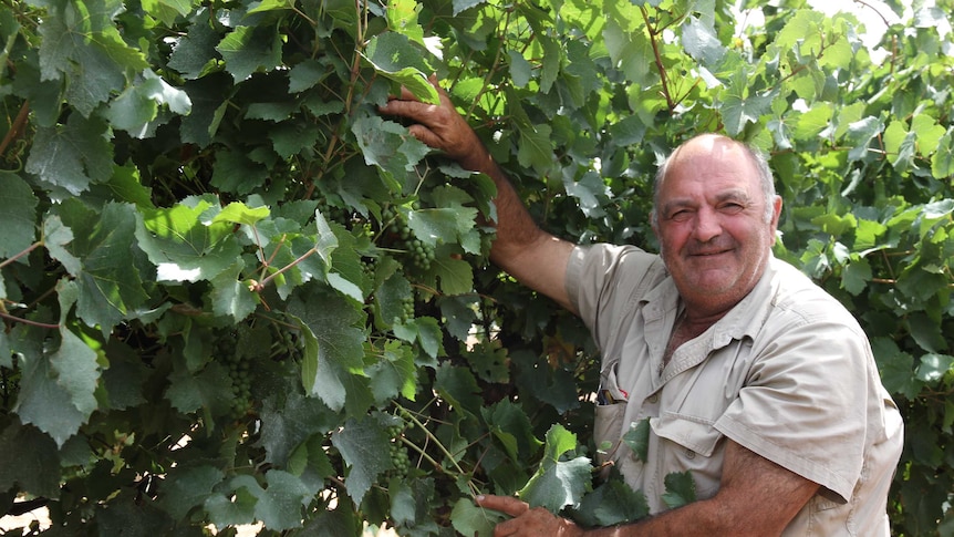Grape grower Jack Papageorgiou