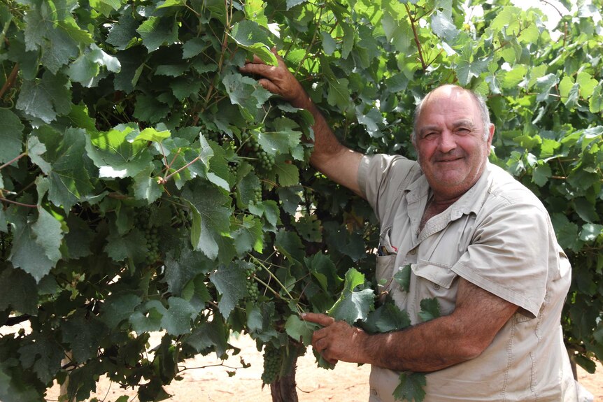 a man win a beige shirt, smiling while picking grapes 