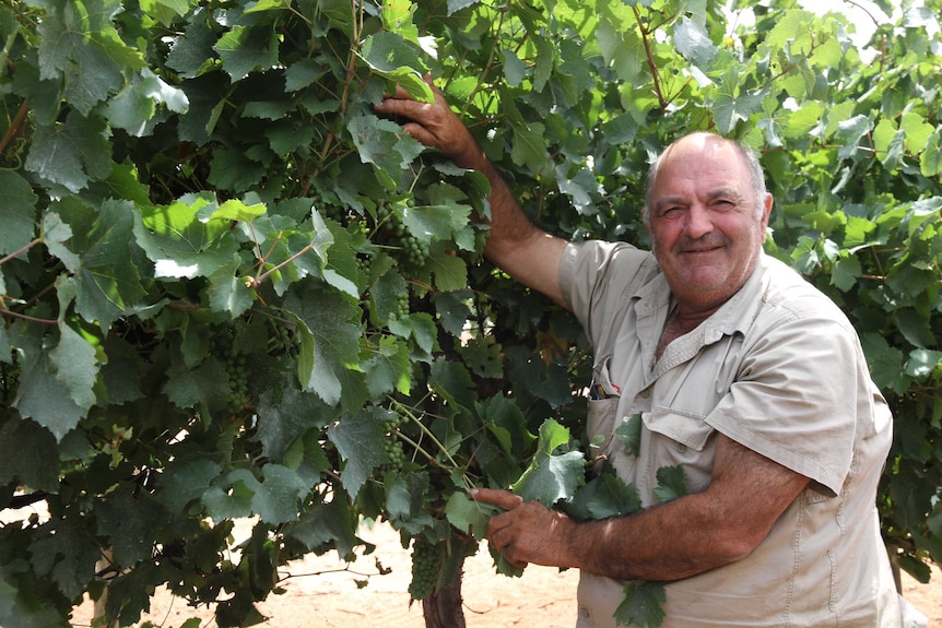 Grape grower Jack Papageorgiou