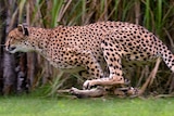 A large cheetah runs on grass at a zoo