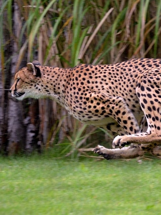 A large cheetah runs on grass at a zoo