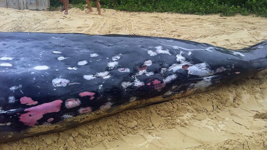 A dead beaked whale lies on Redhead Beach near Newcastle.