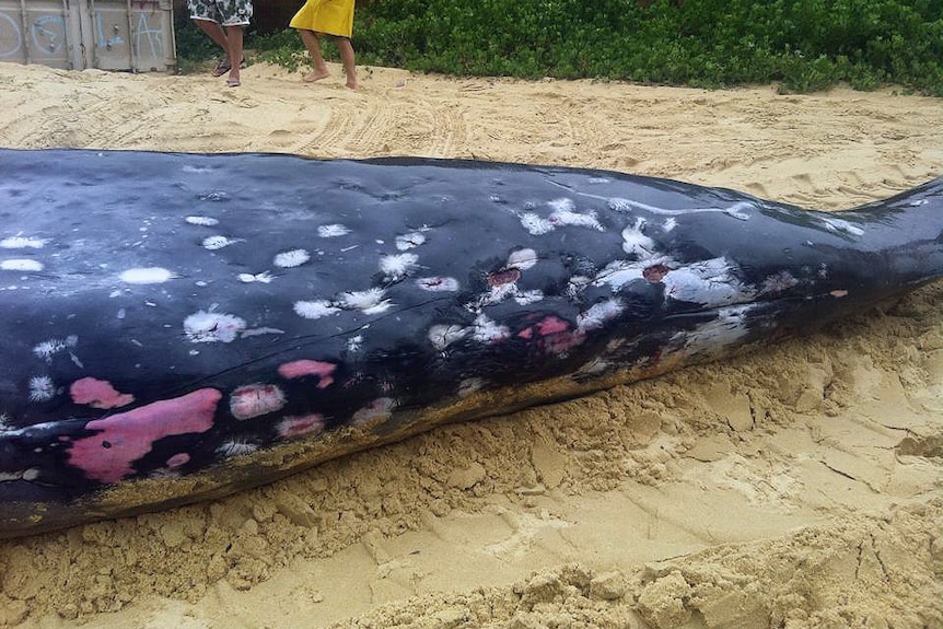 The dead beaked whale lies on Redhead Beach near Newcastle before it was moved and buried in landfill.