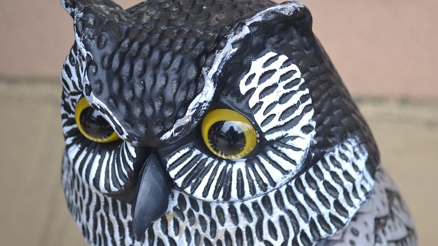 a fake owl made of plastic