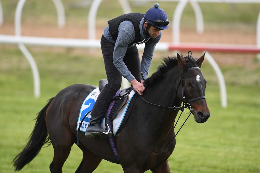 Max Dynamite works at Werribee ahead of the Melbourne Cup on November 5, 2017.
