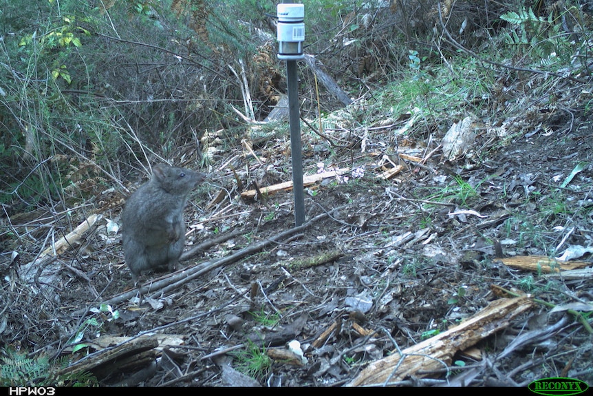 A marsupial looks at a device staked into the forest floor