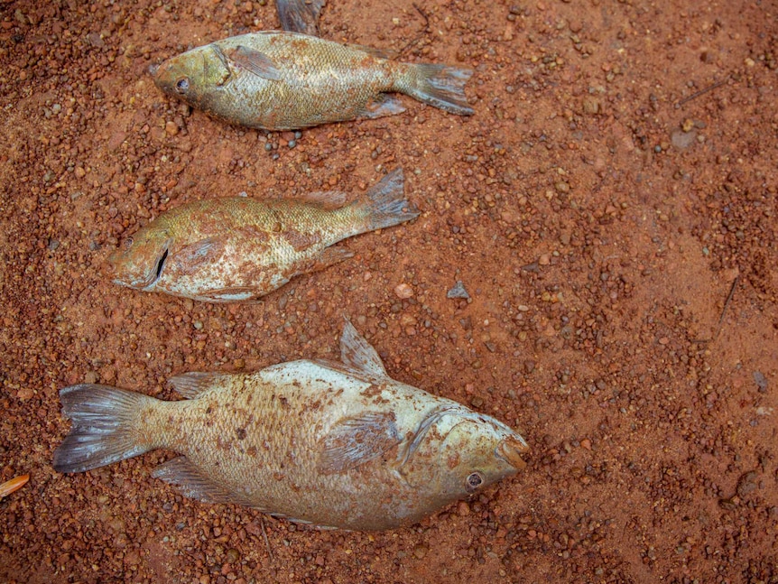 Freshly-caught bream at Coopers Creek.