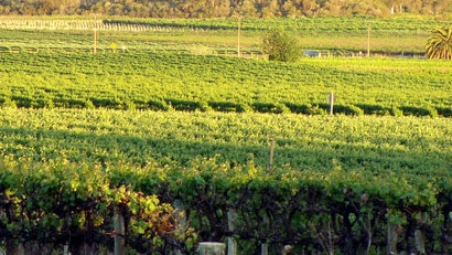 Fields of grape vines.
