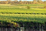Fields of grape vines.