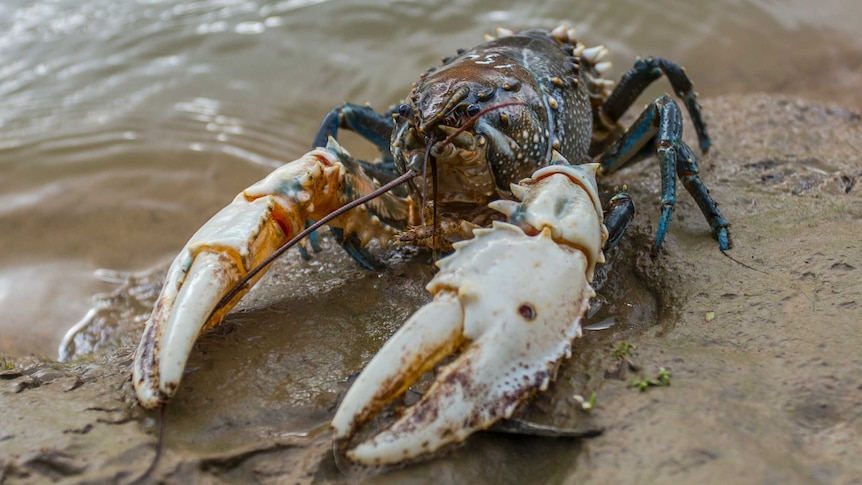 A Murray crayfish with blue lefs, a greyish-orange body and white pincers.